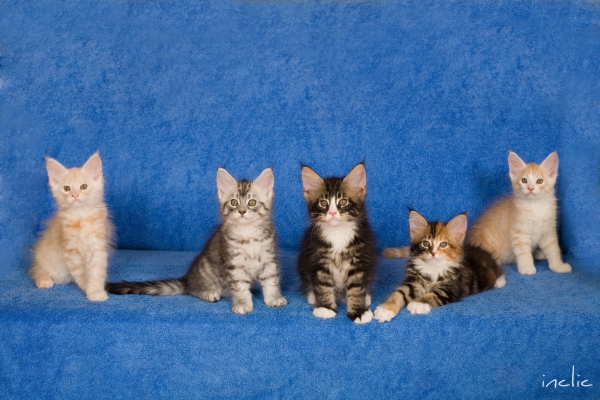 Chatons Maine Coon de Feather de Cimiez